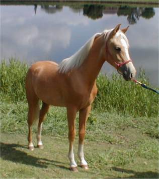 Arabian Palomino Colt Stallion